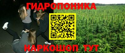 дживик Кингисепп